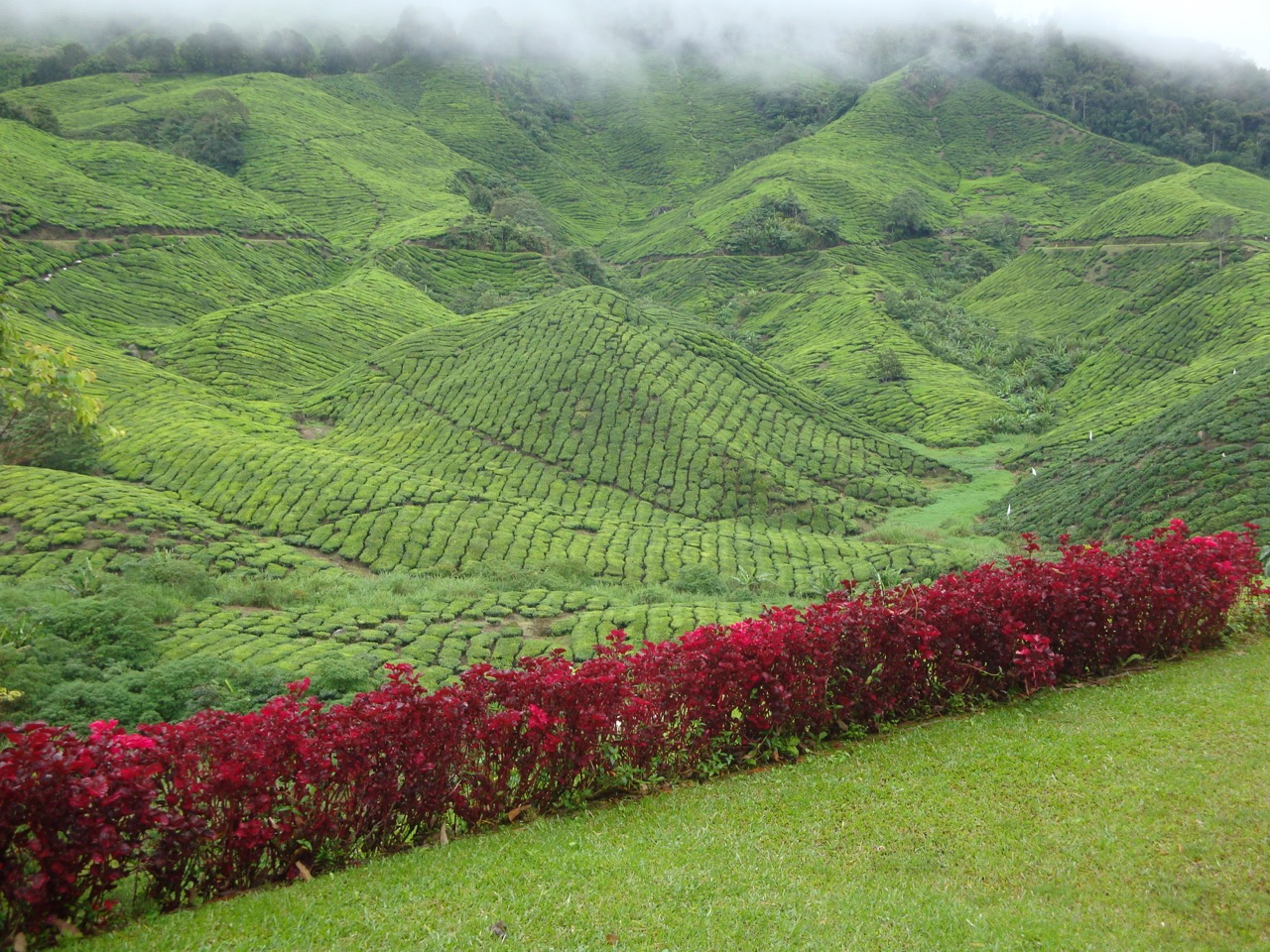 Encostas de chá nas Cameron Highlands