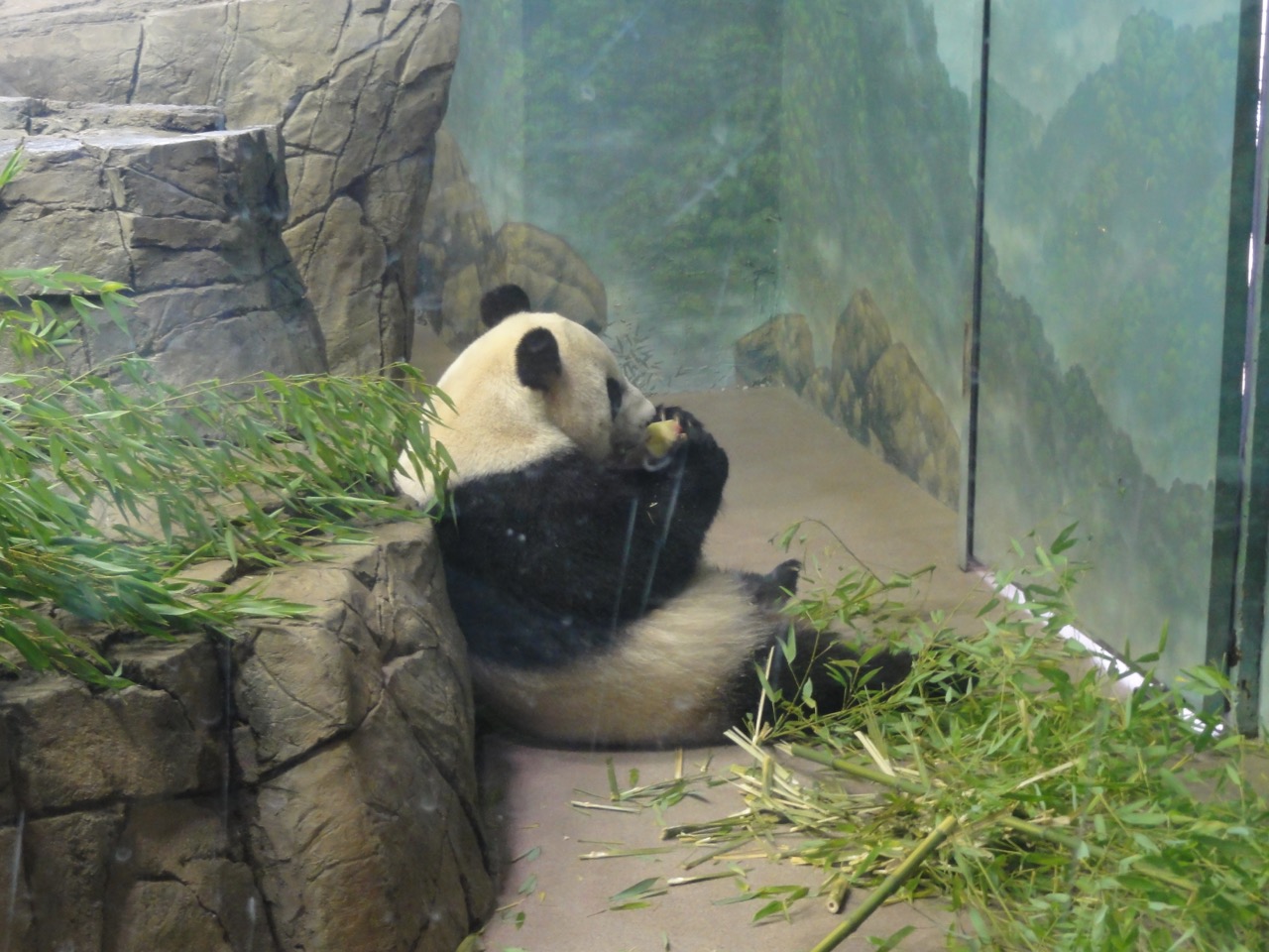 Panda no National Zoo