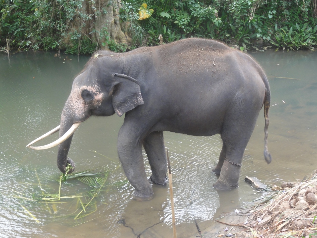 Elefante junto à água na Millennium Elephant Foundation